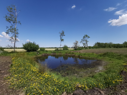 Wiese im Sommer mit Wasser