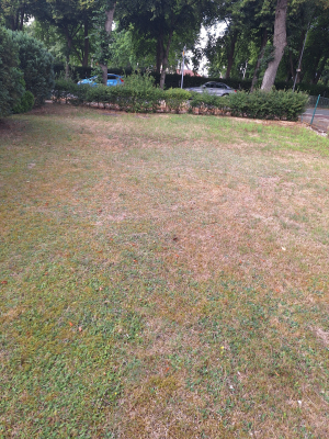 Garten 1